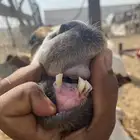 شاه تحتها انثى