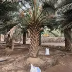 نخل شكل للبيع