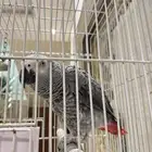 ببغاء كاسكو