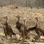 فروخ باكستاني