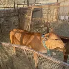 حسيله عمره 5شهور