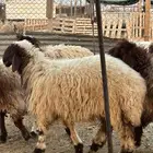 ذبايح وتمايم