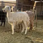 حرية وساكنية ثنوات دفيييع