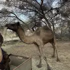مجهم ضروبه مشروطه