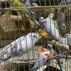 اجواز طيور حب من انتاجي الموقع القريات(تم البيع الله يبارك)
