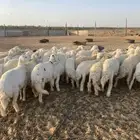 لبيع حريات رخال