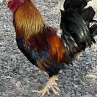 ديك فري للبيع