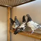 حمام باكستاني