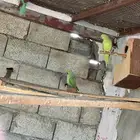 للبيع زوج درة منتج   ذكر و انثى