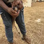 جدة