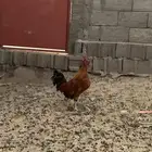 ديك بلدي شرط