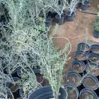 سدر جبلي