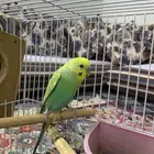 طيور البادجي