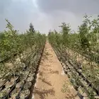 شتلات وأشجار سدر بلدي ومطعم تفاحي