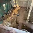 سمان بري للبيع