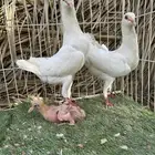 جوز مالتيز بانتاجه