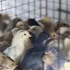 صوص دجاج بلدي فآخر تم البيع تم البيع