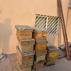 صناديق نحل