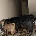 عنز وتيس