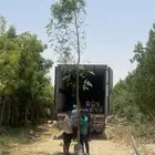 أشجار نيم Azadirachta indica