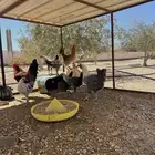 اللبيع ديك عربي ودجاج 2 وصيصان 6