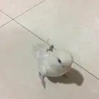 طير روز(تم البيع)