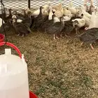 دجاج حبشي