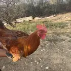 الموقع محايل عسير