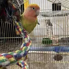عصفور
