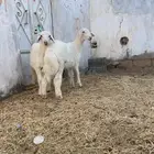 طليان