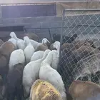 طليان سياكل