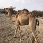 قعود حر للبيع