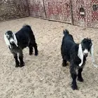 تيس وجفره