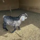 تيس عارضي فحل