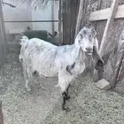 عنز مشروكة مضرع