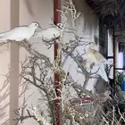 حمام هولندي للبيع