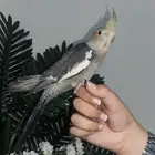 كروان اليف