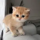 قطه سكوتش أنثى للبيع