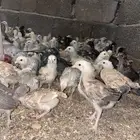 صوص بلدي