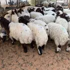 ذبايح بلدي حري ونعيمي متوفر تمارا
