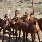 تأسيس مراح فاخر دهم