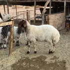 رباعيه ما استالدت