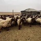 غنم نعيمي مراح