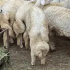 ذبايح حريات (صمخ) طليان زغاليل (حمام فرنسي جامبو)