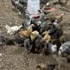 دجاج بلدي فيومي