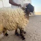 خروف نعيمي صنف