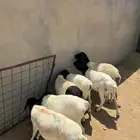 برابر مرابي وطيبه
