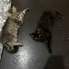 قطط للبيع بعمر شهرين