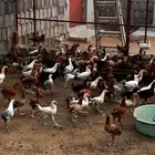 دجاج بلدي