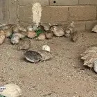 سمان للبيع